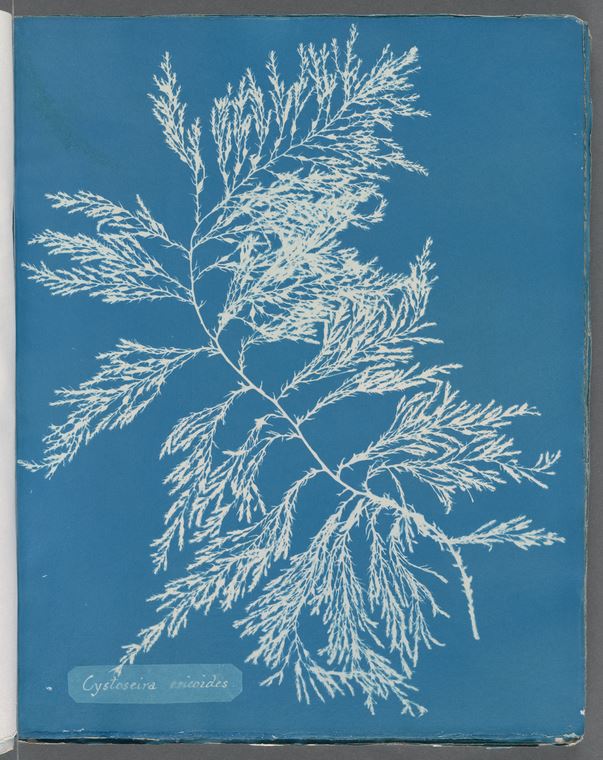 <div><div><div>Anna Atkins, <i>Cystoseira ericoides</i>, 1850</div></div></div><div><br></div>