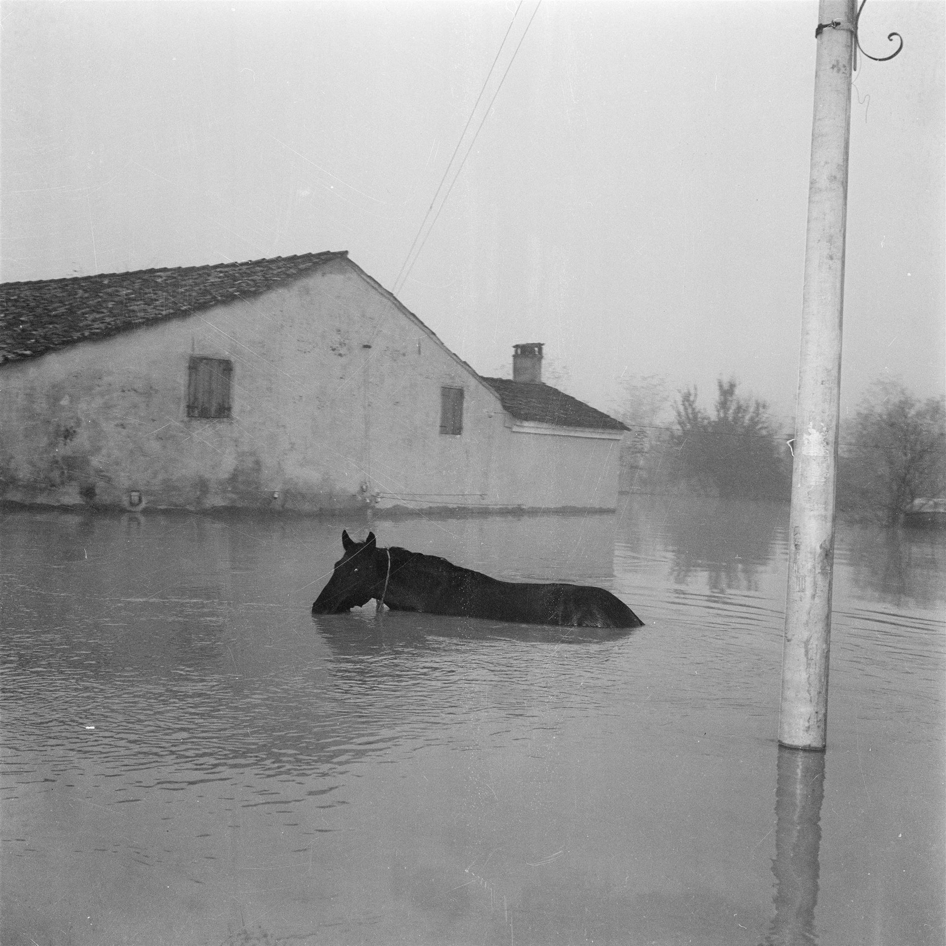 <div>Publifoto, <i>Un cavallo immerso nell'acqua durante l'alluvione nelle campagne del Polesine</i>, 17 novembre 1951</div><div>© Archivio Storico Intesa Sanpaolo</div>